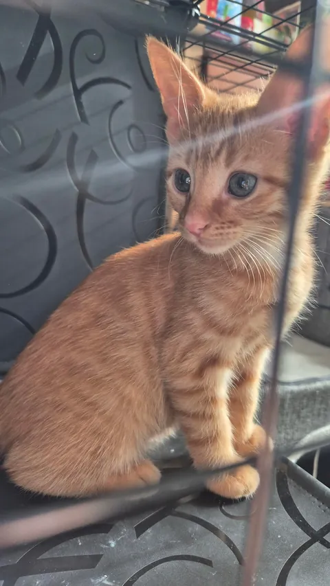 My girl Peanut - seems she is mostly growing her ears at the moment