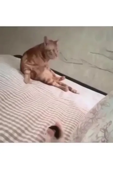 Transformacats; Felines in Disguise