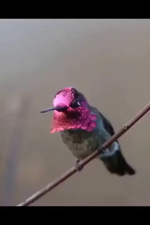 I present you this lovely humminbird!