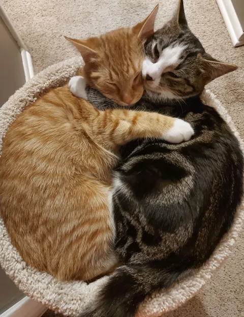 The shelter made a rule that these siblings had to be adopted together because they were inseparable. They sleep like this every night.
