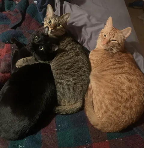 All of my cats, from left to right Marty, Barry, and Rigby