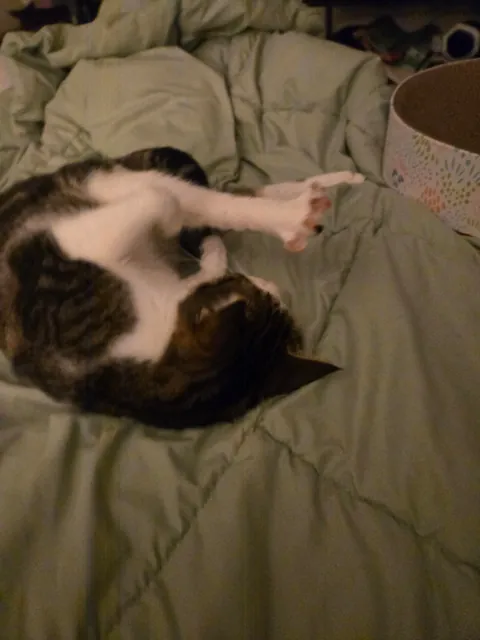 Me and my partner have gotten our first cat together!