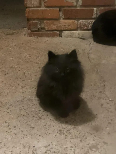 This just showed up at my friends back porch, he's not a cat person at all, should I?
