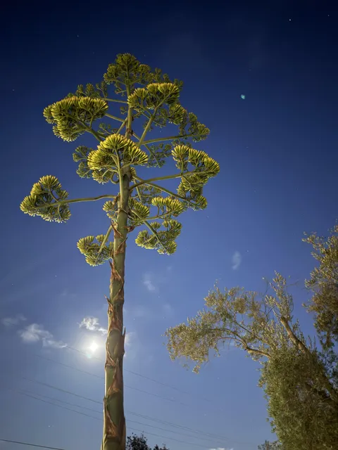 The death bloom at night