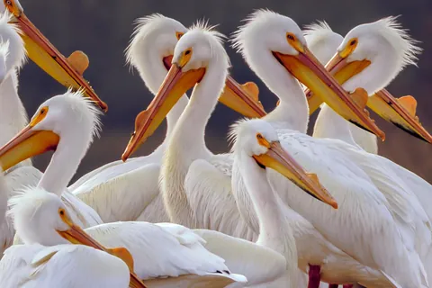 🔥 Some pelicans I saw today
