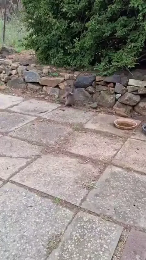 Have you seen Quenda-kai martial arts?