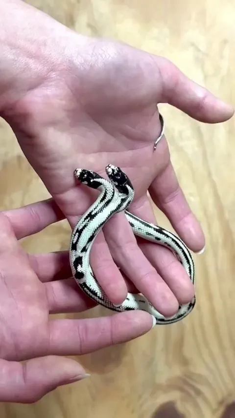 🔥Meet Zeke and Angel: A rare Two-headed California King Snake 🔥