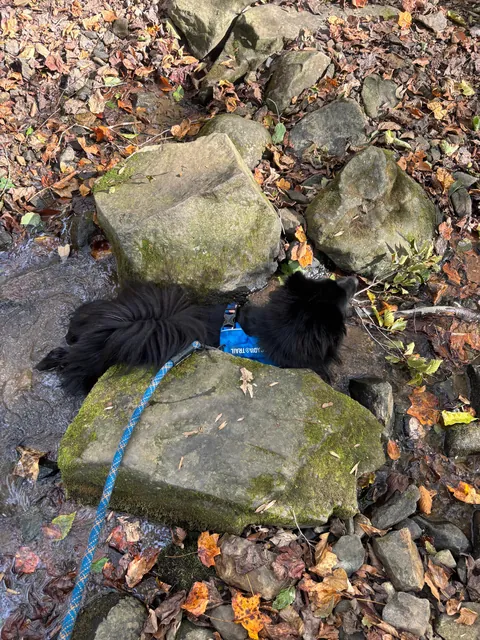 Dog insists on wedging himself between this specific tight rock passage every time we hike here. Thoughts??