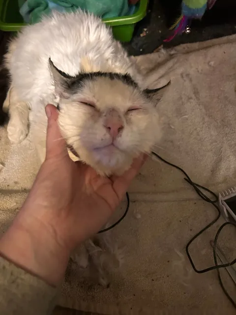 What a change 2 months can make- Foster Fail- read for a happy end 😻