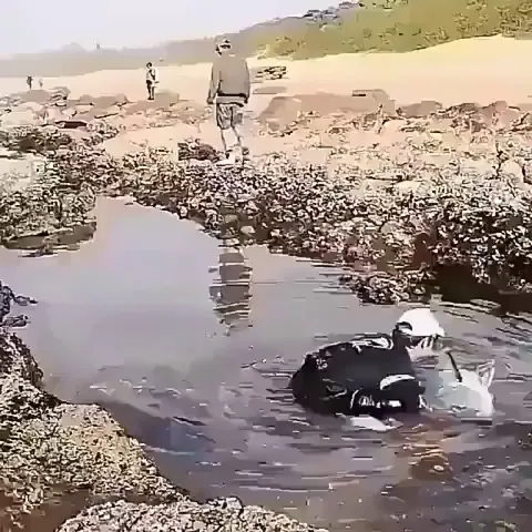 Saving the fish that the tide left behind