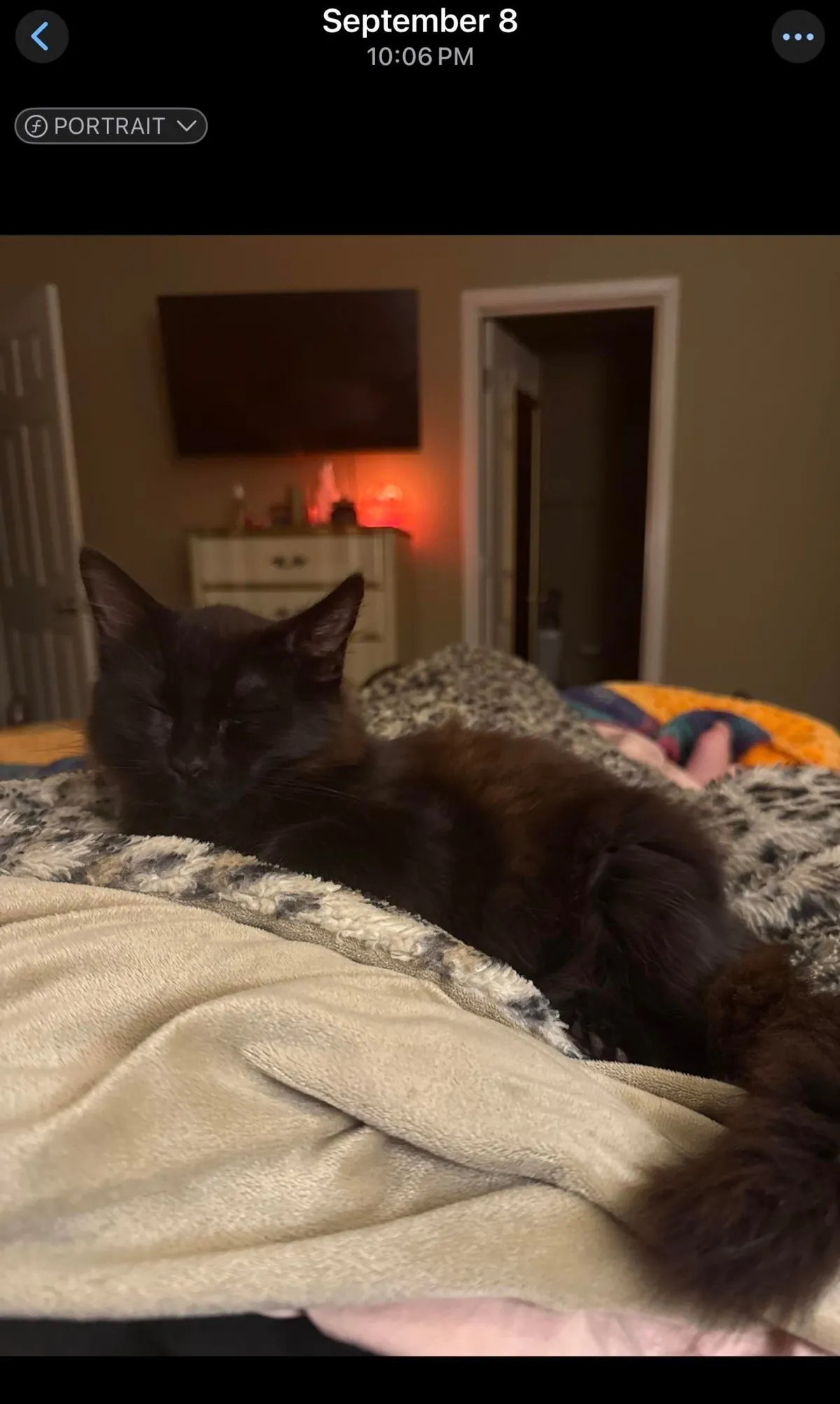 My cat is …. Changing colors? This