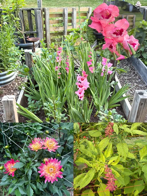First year flower farm update
