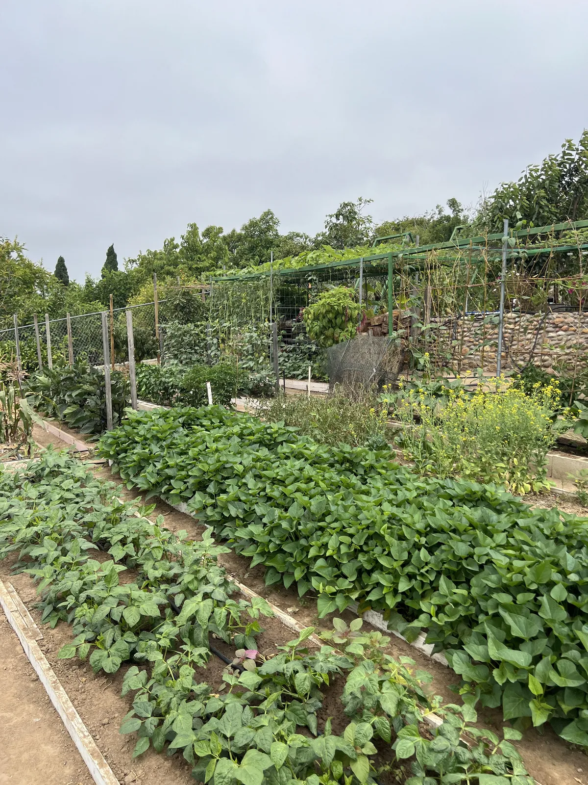 Forgot how nice of a garden my uncle has!