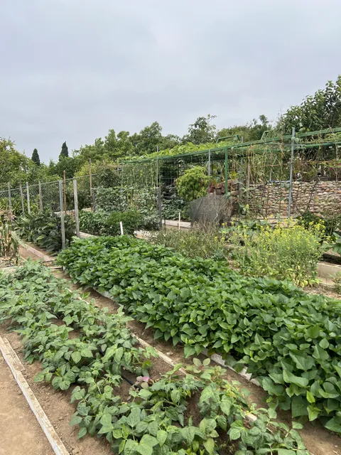 Forgot how nice of a garden my uncle has!