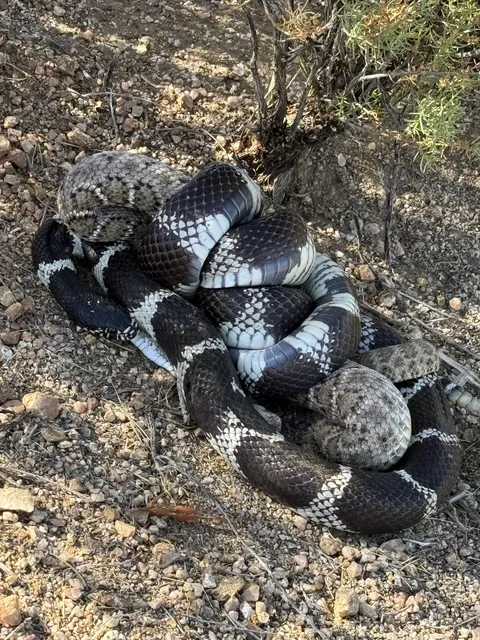 King snake strangling a rattle snake