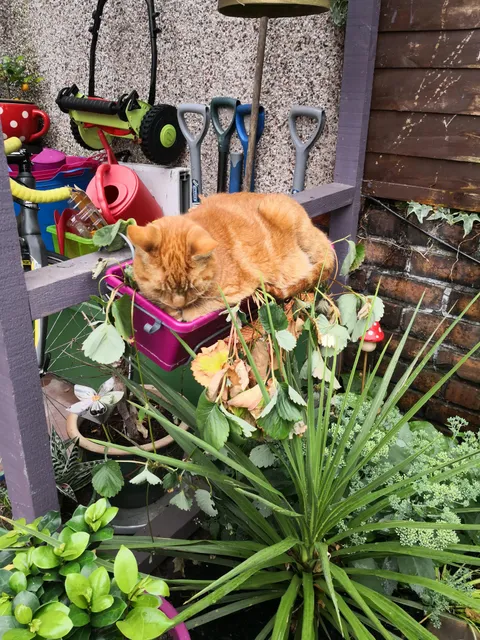 Found out why my strawberries are doing bad this year..