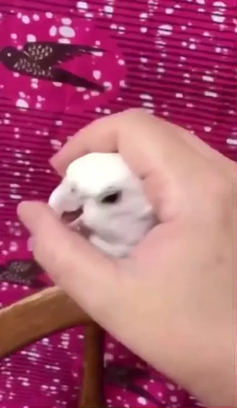 How DARE you stop giving me attention! (Not OC)