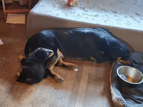 Bonnie (foster fail) and Clyde. No relationship. Only known each other a week 