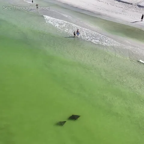 🔥 Big, beautiful Spotted Eagle Rays swimming along the beach in Florida