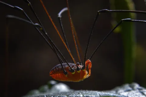 🔥Is This A Spider??? No. It's A Harvestman or Opilione. No fangs. No silk. No venom. Eats solid food. It even has a set of arms to put food in it's mouth.