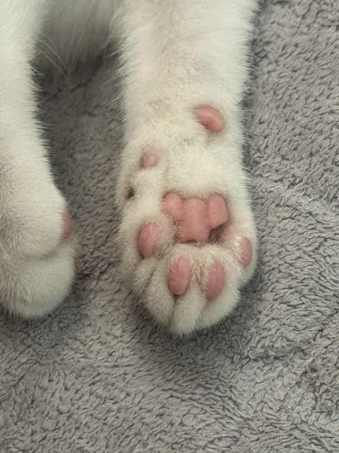 Is my cat normal? Hahahaha.