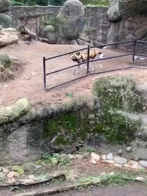 African Painted dogs notice a visitor's service animal