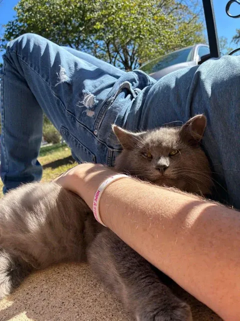 Took 8 months to get this stray to come near me. Now, he lays with me and jumps in my car whenever I get home