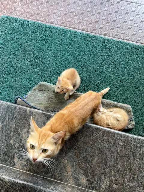 Looks like I won the cat distribution system lottery