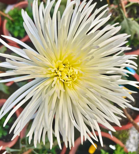 Flowers grown on my Terrace Garden. It was quite a nice year.