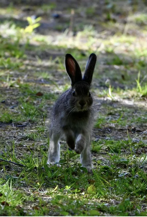 🔥 A mountain hare leveret that most likely has recently become independent