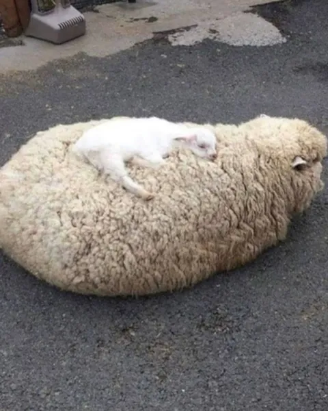 Nothing in nature is stronger than a mother