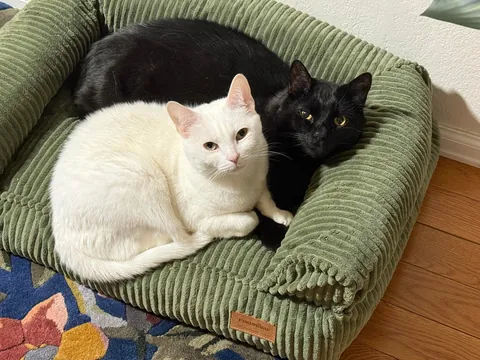 Celebrating two adorable years with this little stinker.