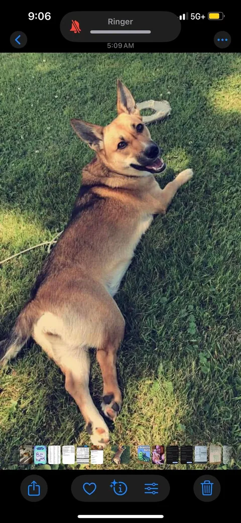 My German Shepherd Corgi Her name is Nana She’s 8 yrs young.