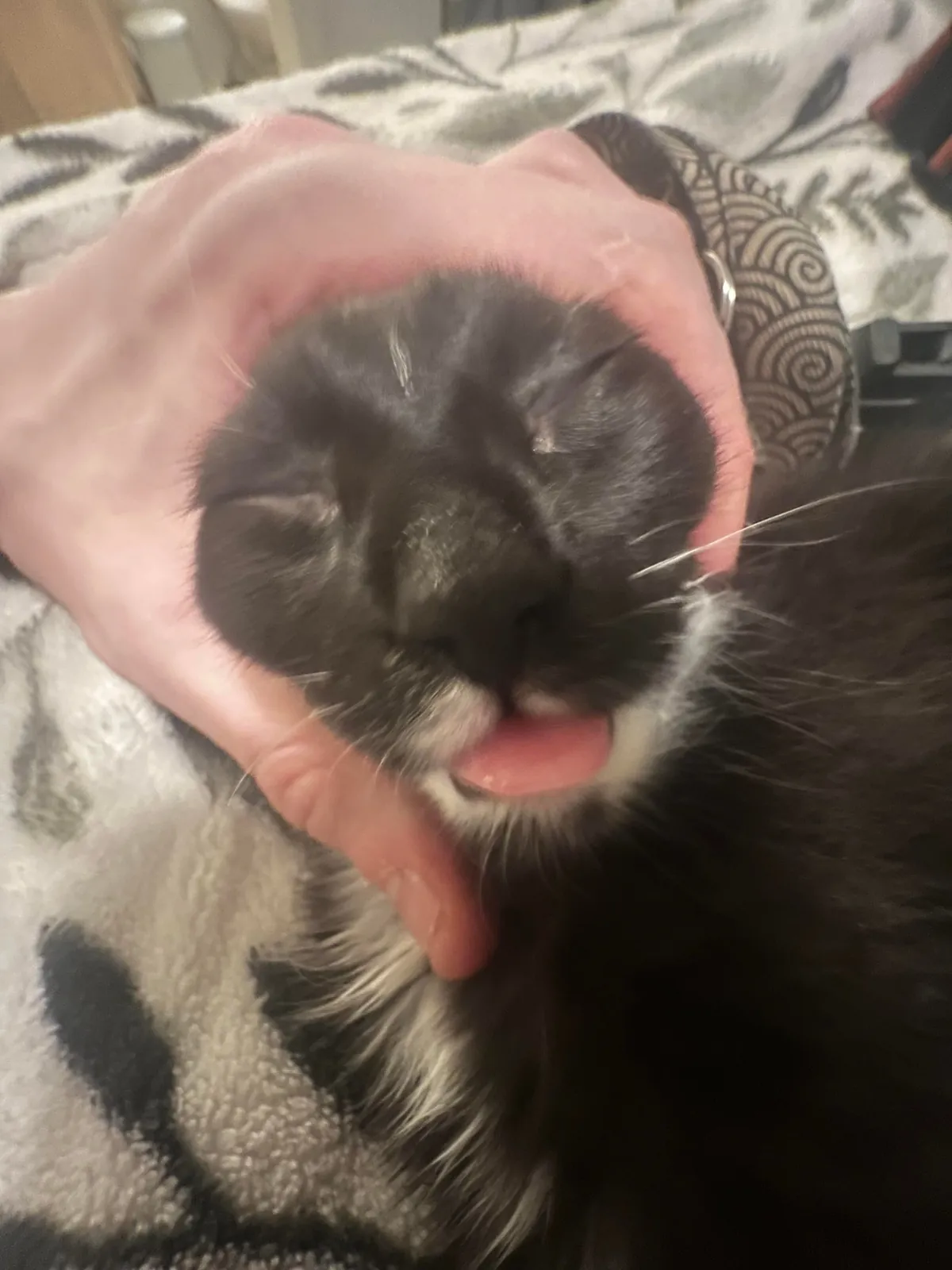 Show me the funniest pictures of your cats