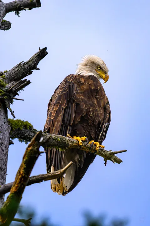 🔥 The Bald Eagle