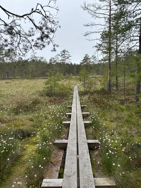 Tallinn in late spring