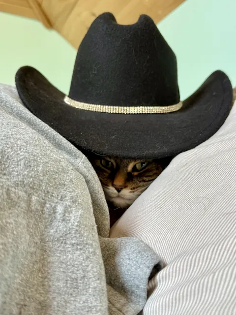 Meowdy Cowboy