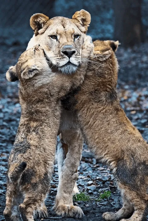 🔥 Lion struggles to look after the cubs while the lioness was recovering from an injury.