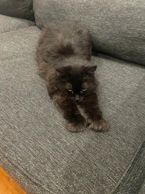 Sweetest cat ever is disgusting