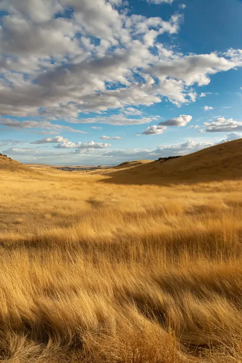 The Palouse, WA State, USA [3012x4512] [OC]