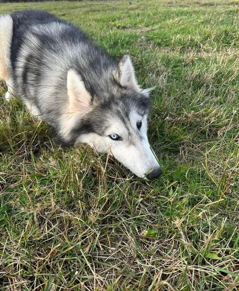 My husky turned into a worm. How do I fix this? Do I reboot or put her in rice? Any help appreciated 