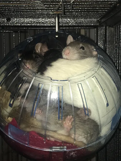 if u correctly guess how many rats are in the ball you win them all