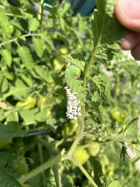 What’s going on with this guy on my tomato plant?