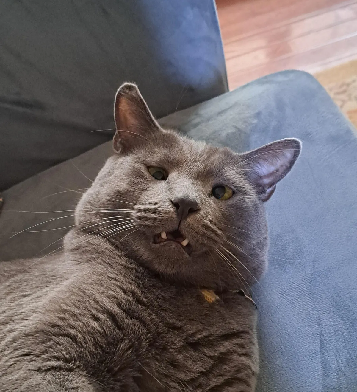 Taz can't see that well when he's playing