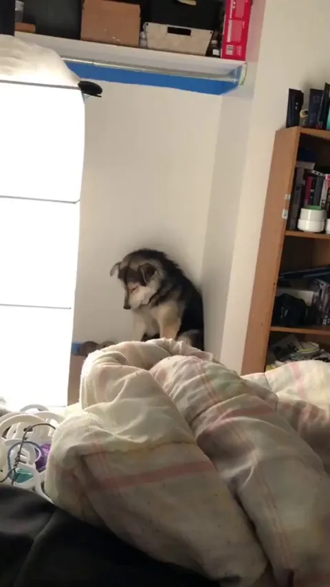 It's not easy being a mother to 9 puppies