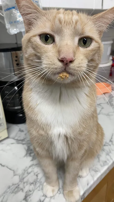 Pantoufle (Slipper) from our shelter, claiming he didn’t have a breakfast today.  I don’t know why but I have my doubts :)