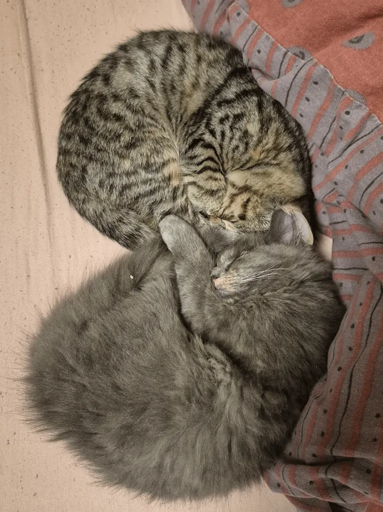They've always been purrfect napping buddies