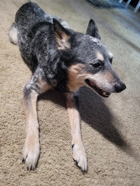 My 18 y.o. ACD Abu. He is slowing down a bit but still has all the Blue Healer attitude as when he was a pup.