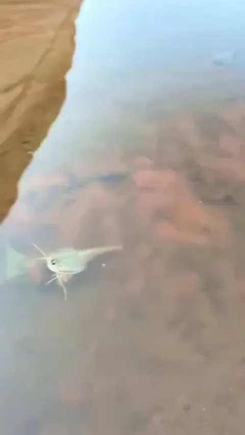 🔥 Rare sighting of Tadpole Shrimp, a prehistoric creature that existed on earth for 550 million years