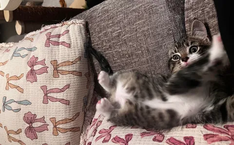 First time cat mum and I just love him so much 🥰